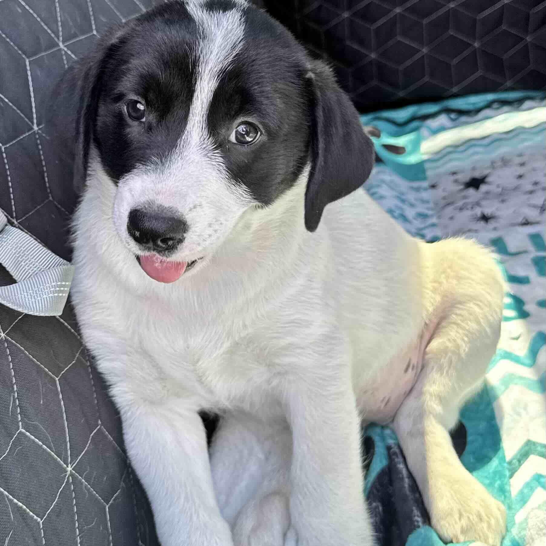 Enlarge Bandit , a ADOPTABLE mixed breed in New Port Richey, FL image 2/6
