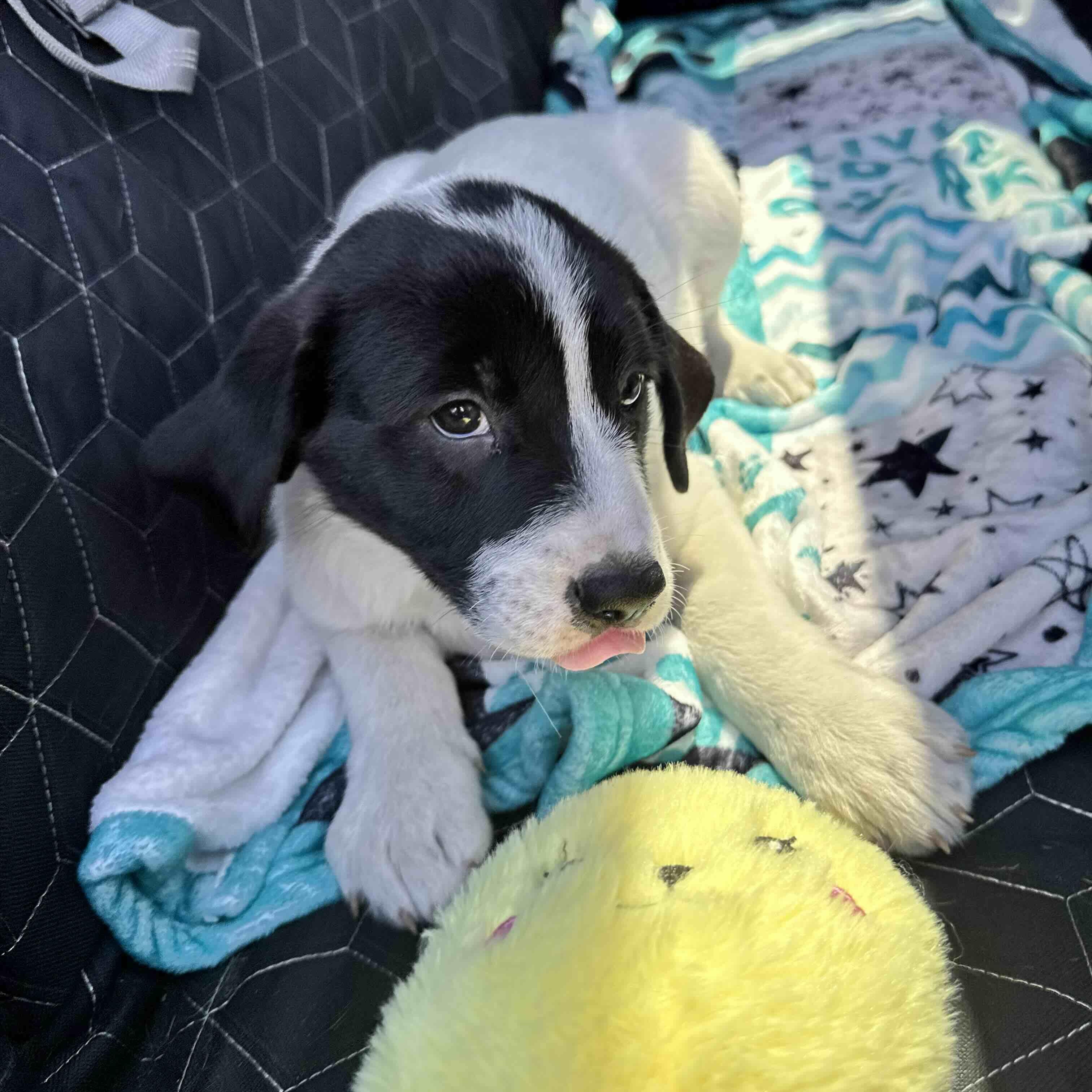 Enlarge Bandit , a ADOPTABLE mixed breed in New Port Richey, FL image 6/6