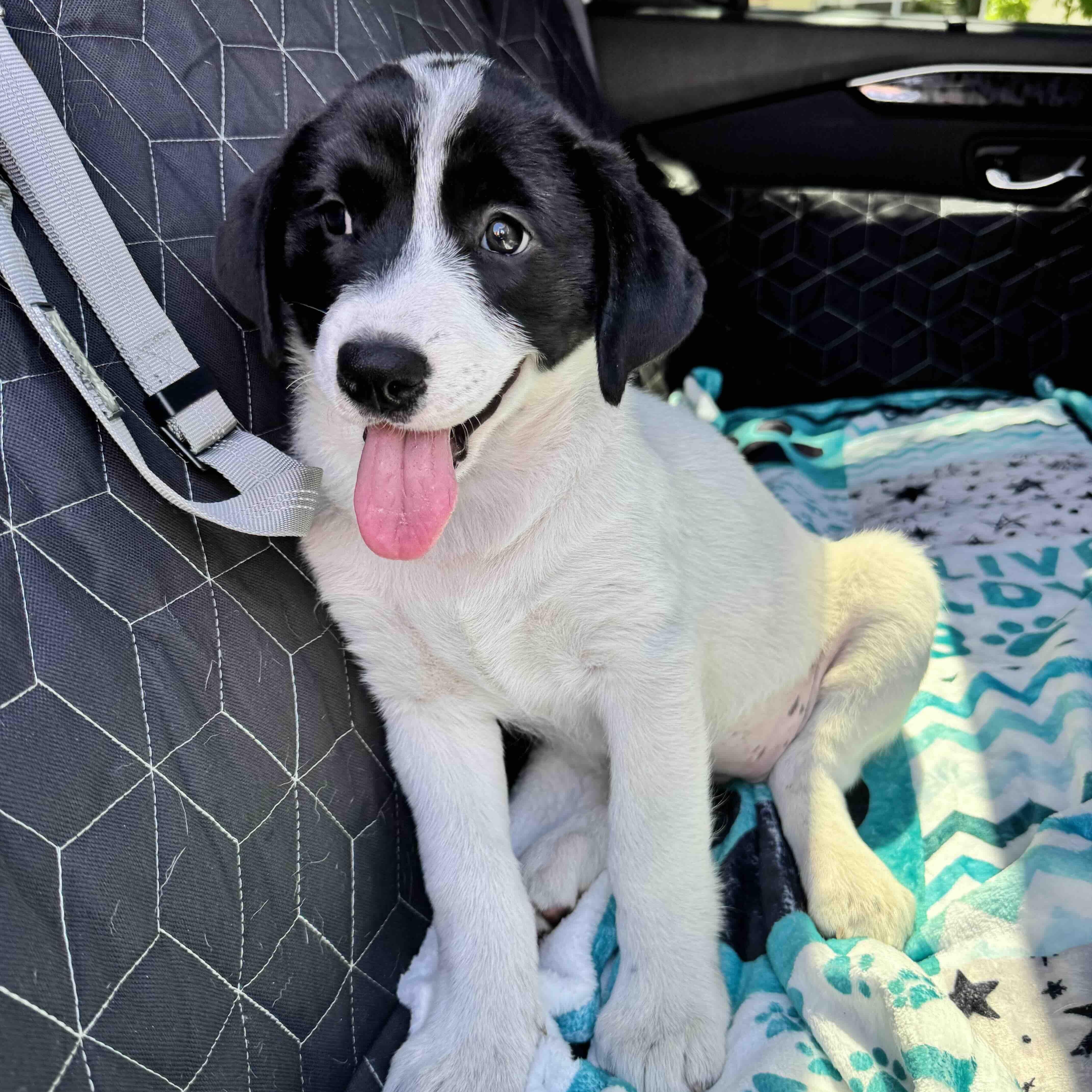 Bandit , ADOPTABLE, Puppy Female Anatolian Shepherd & American Staffordshire Terrier.