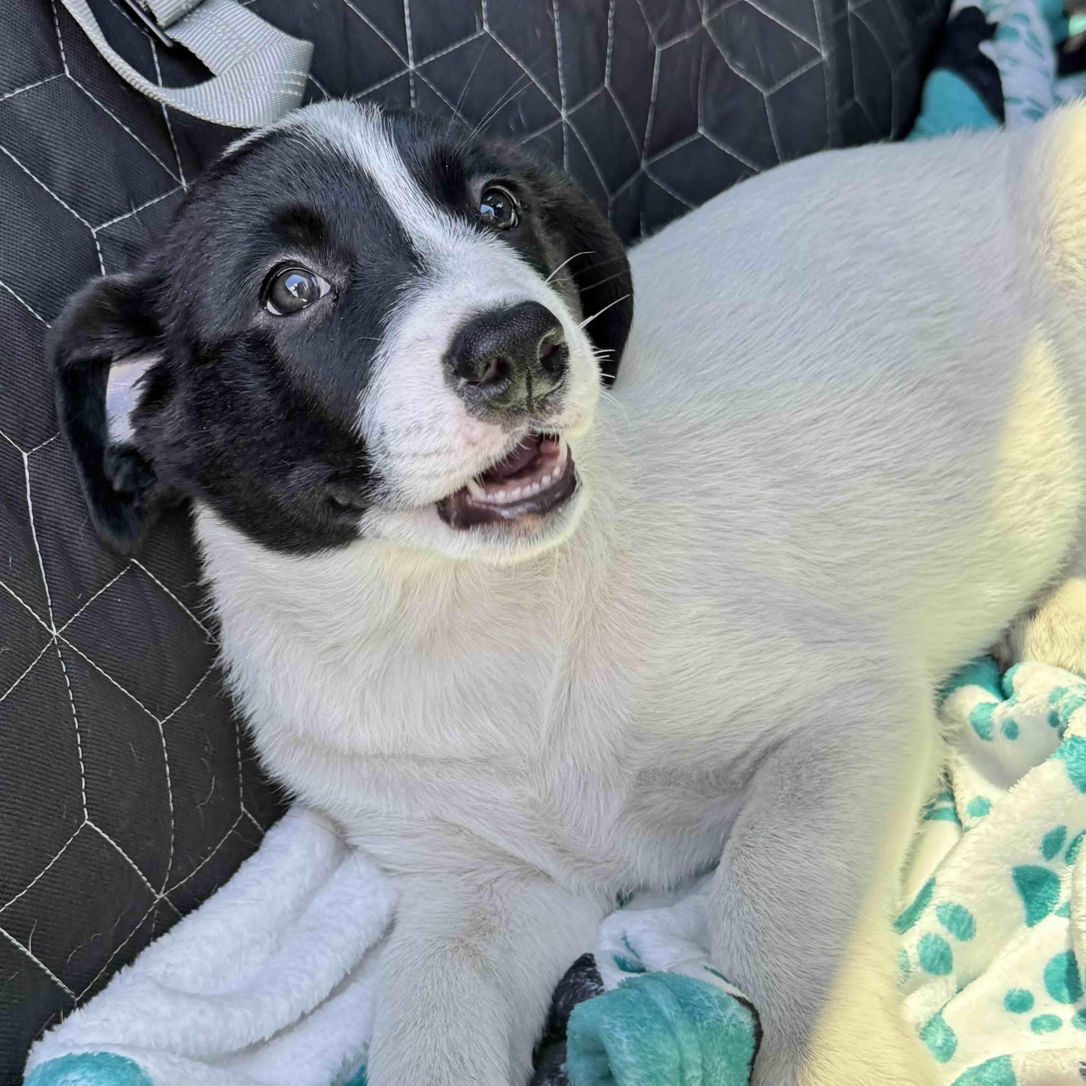 Enlarge Bandit , a ADOPTABLE mixed breed in New Port Richey, FL image 4/6