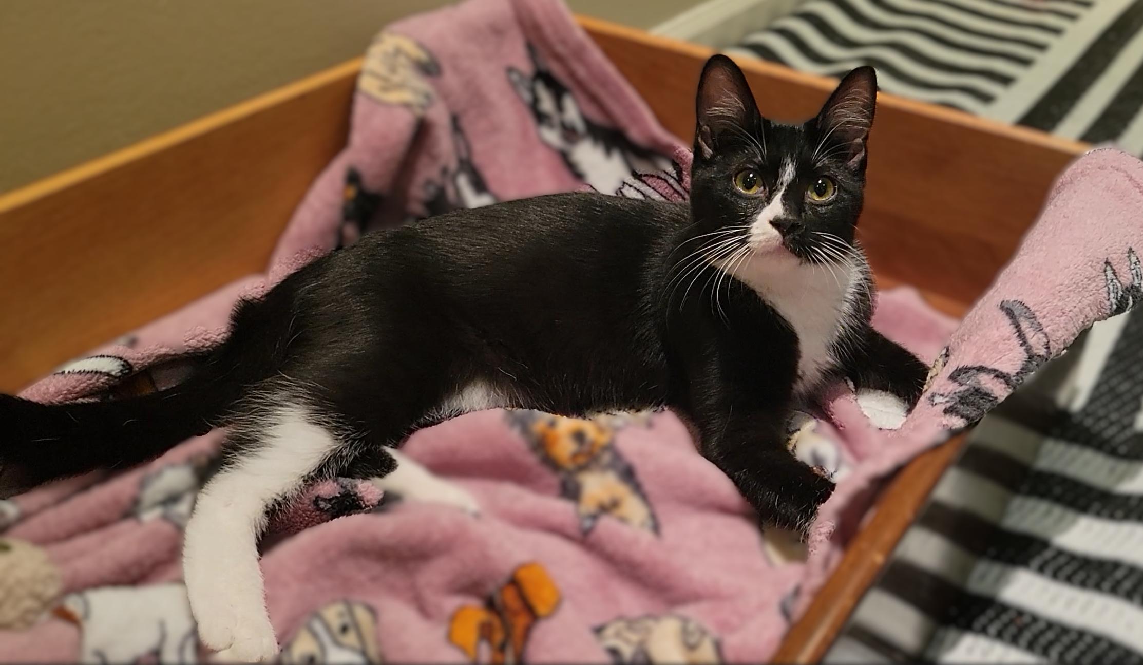 Enlarge Tootsie, a Adopted Domestic Short Hair in OVERLAND PARK, KS image 3/4