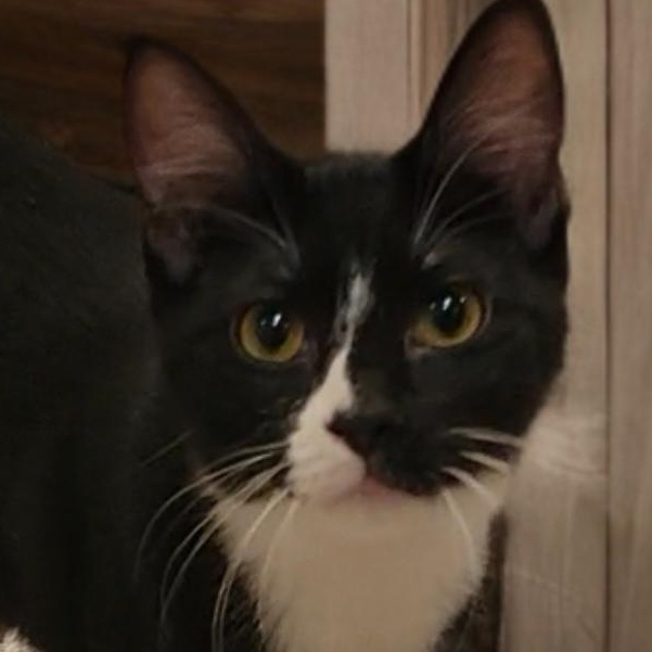 Enlarge Tootsie, a Adopted Domestic Short Hair in OVERLAND PARK, KS image 2/4