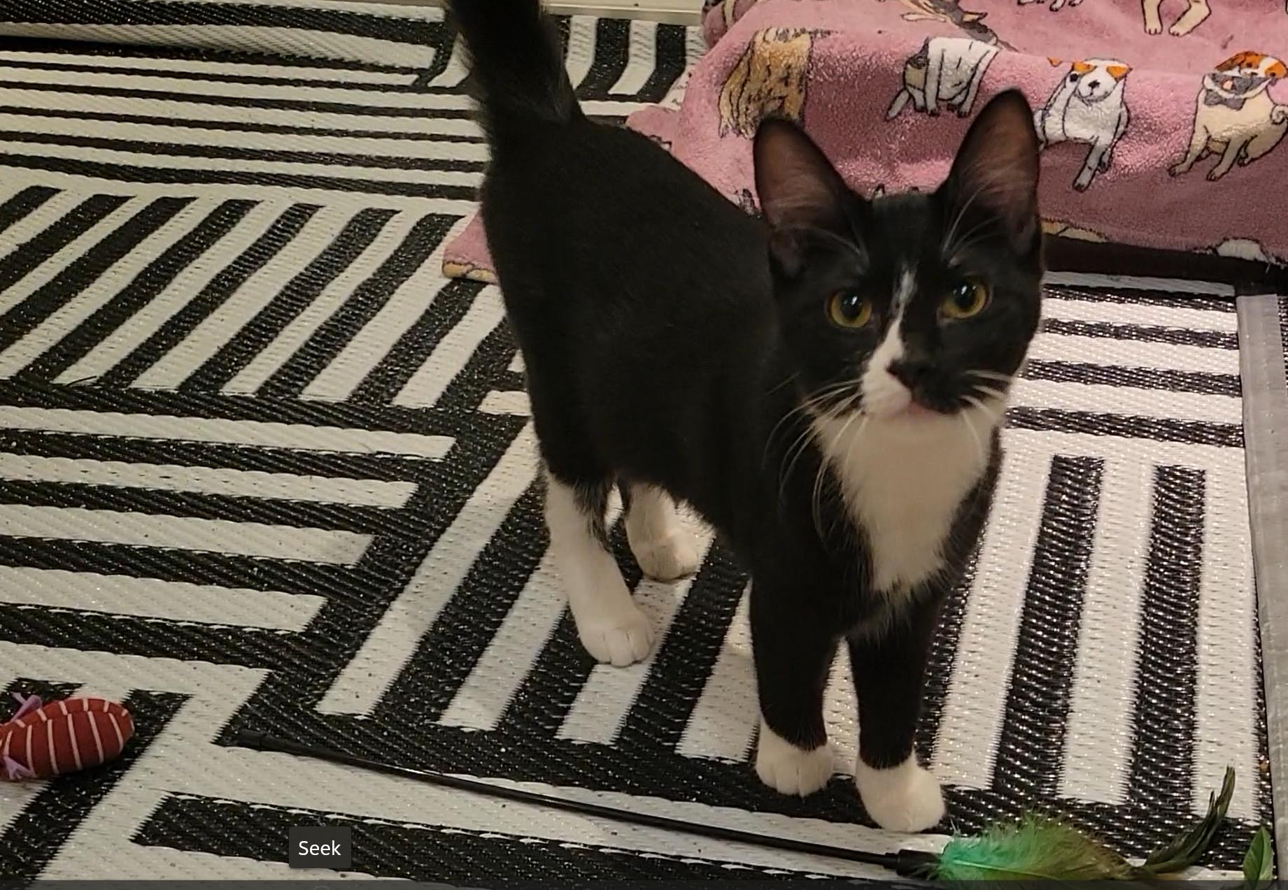 Enlarge Tootsie, a Adopted Domestic Short Hair in OVERLAND PARK, KS image 1/4