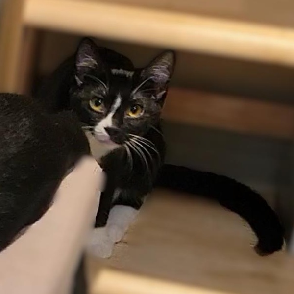 Enlarge Tootsie, a Adopted Domestic Short Hair in OVERLAND PARK, KS image 4/4