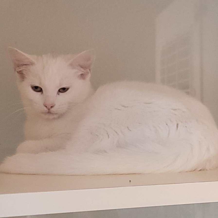 Enlarge Lumi, a ADOPTABLE Domestic Short Hair image 1/1