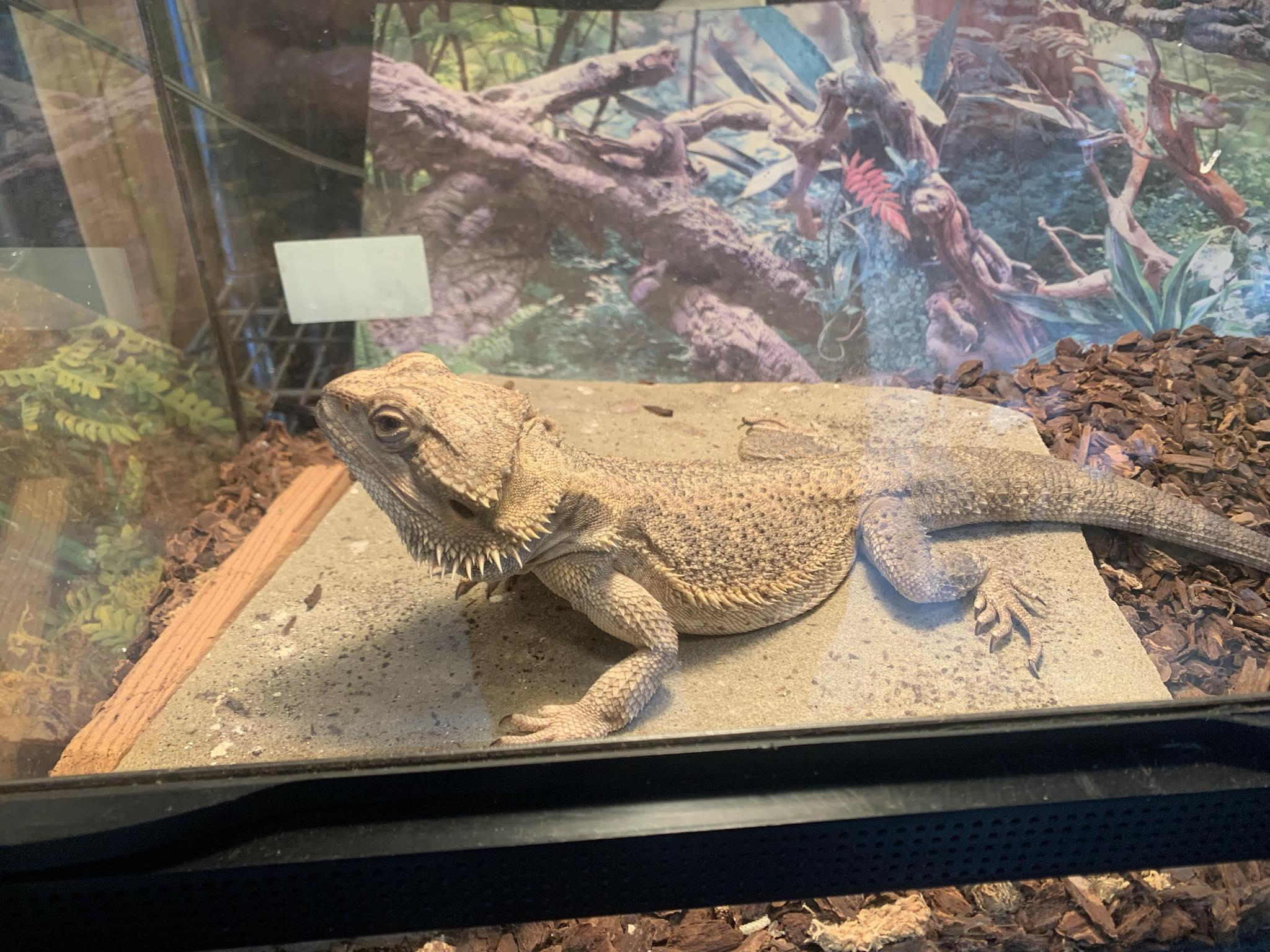 Dasher #13544, Adopted, Adult Unknown Bearded Dragon.