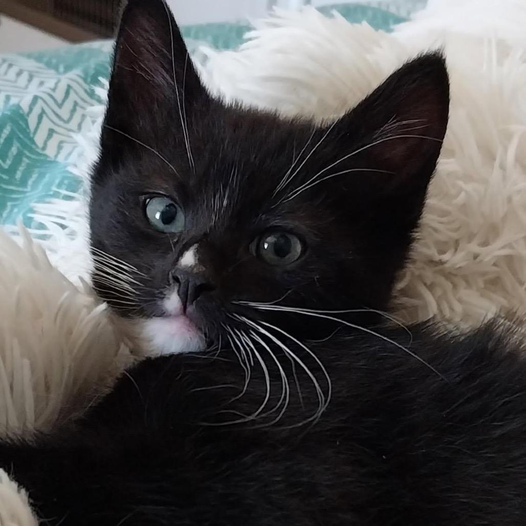 Tofu, Adoptable, Young Male Domestic Short Hair.