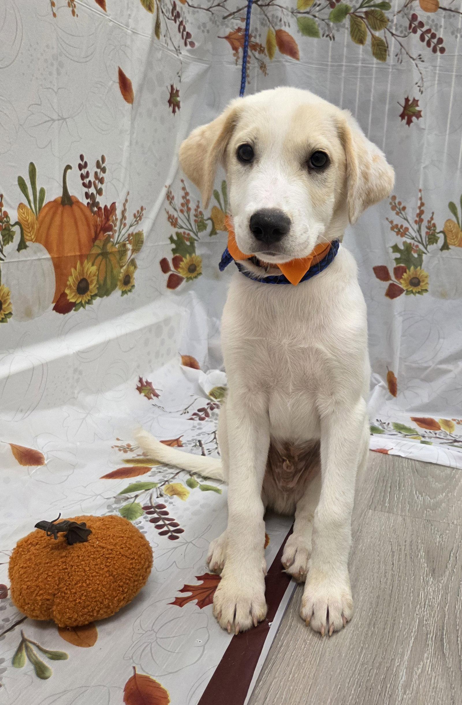 Enlarge Sunny, a Adoptable mixed breed in Attalla, AL image 1/3