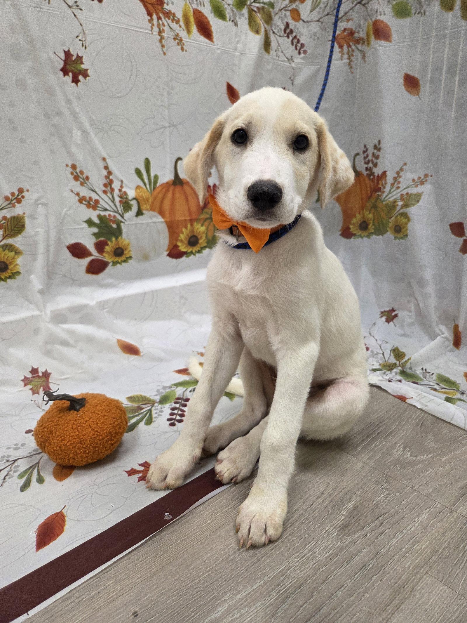 Enlarge Sunny, a Adoptable mixed breed in Attalla, AL image 2/3