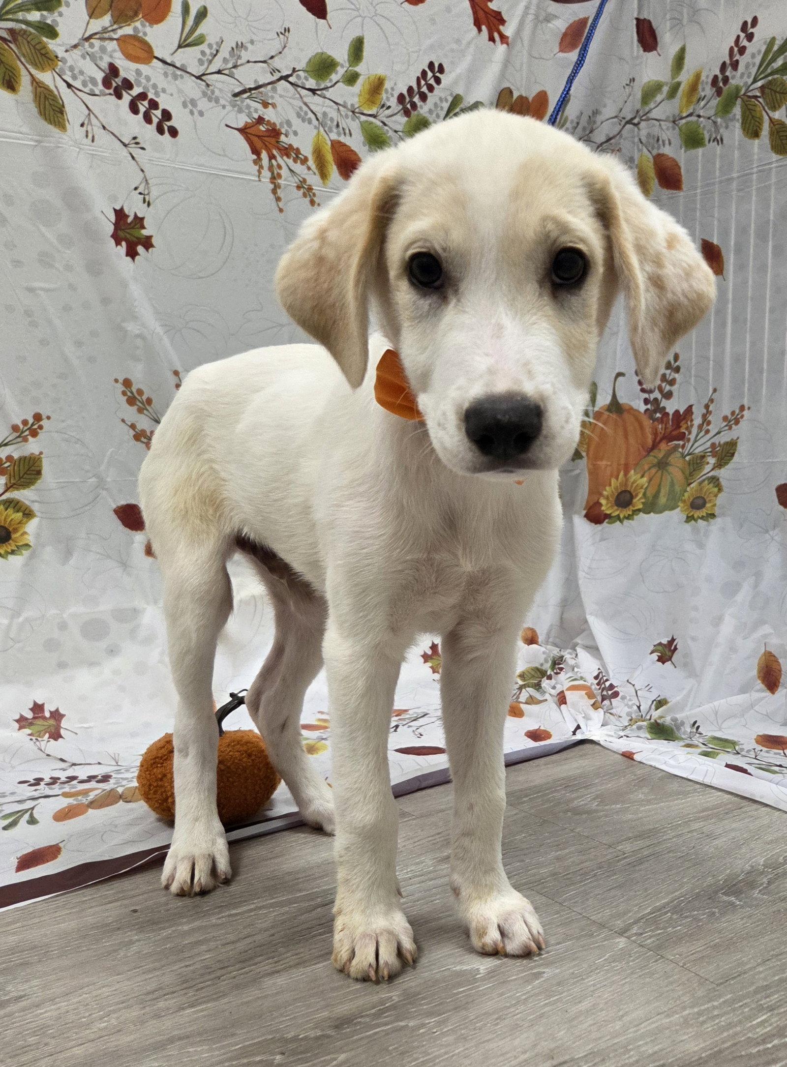 Enlarge Sunny, a Adoptable mixed breed in Attalla, AL image 3/3