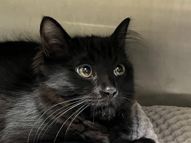 PRIYA, Adoptable, Kitten Female Domestic Long Hair.