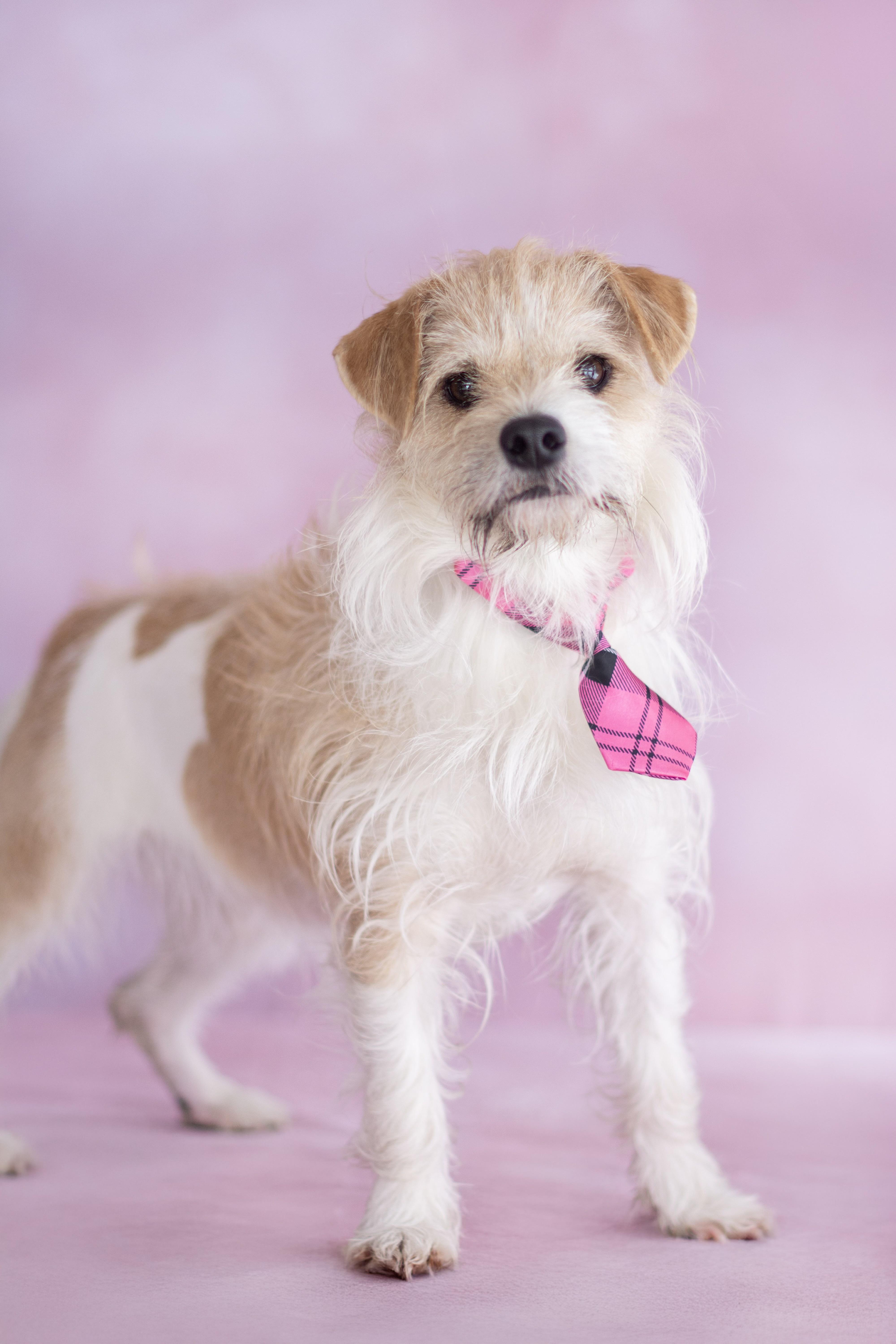 Swazye , ADOPTABLE, Adult Male Terrier.