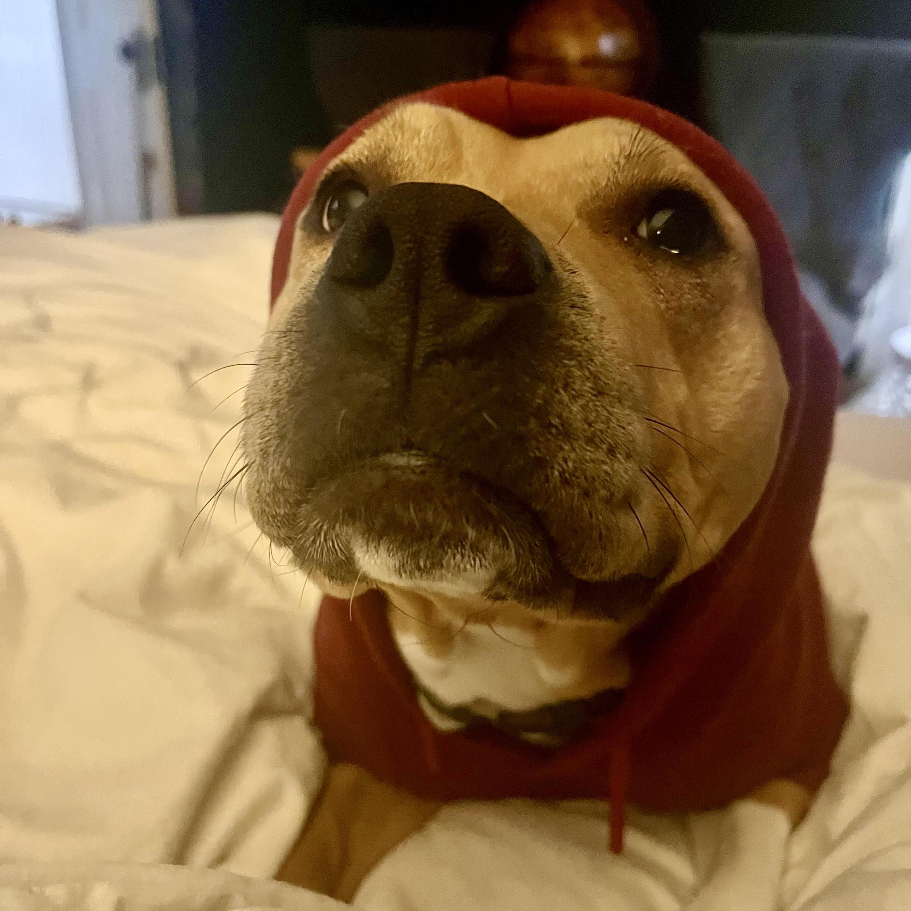 Butters, a Adoptable mixed breed in Cleveland, OH image 3/6