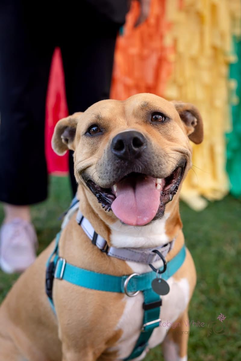 Butters, a Adoptable mixed breed in Cleveland, OH image 1/6