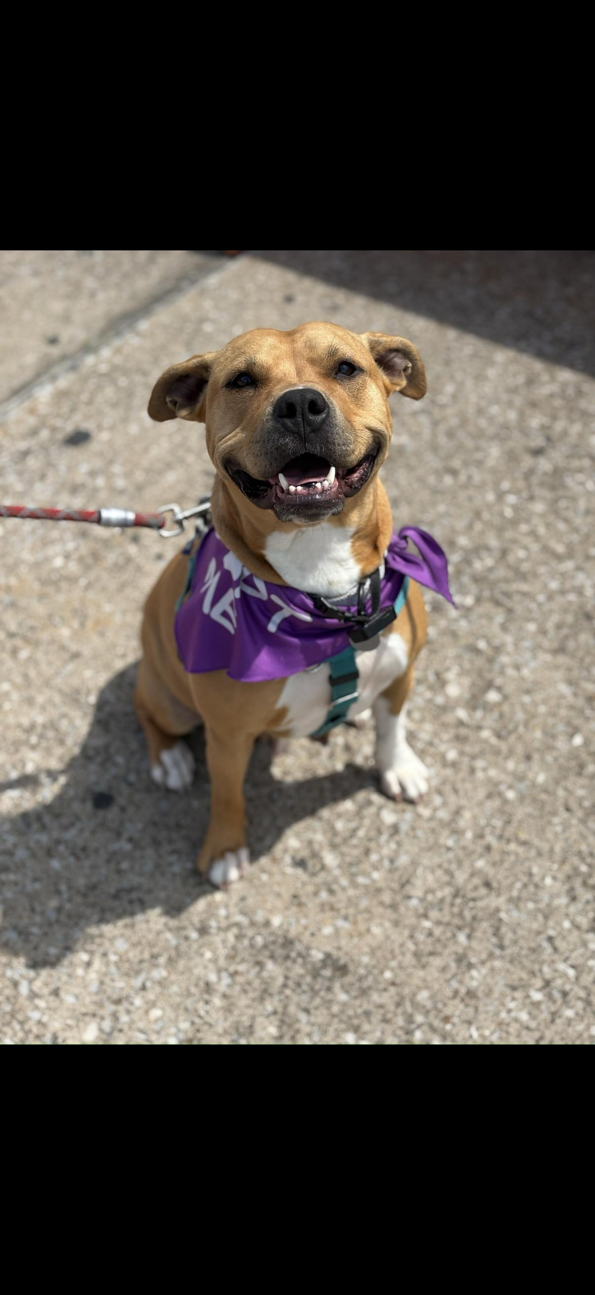 Butters, a Adoptable mixed breed in Cleveland, OH image 4/6