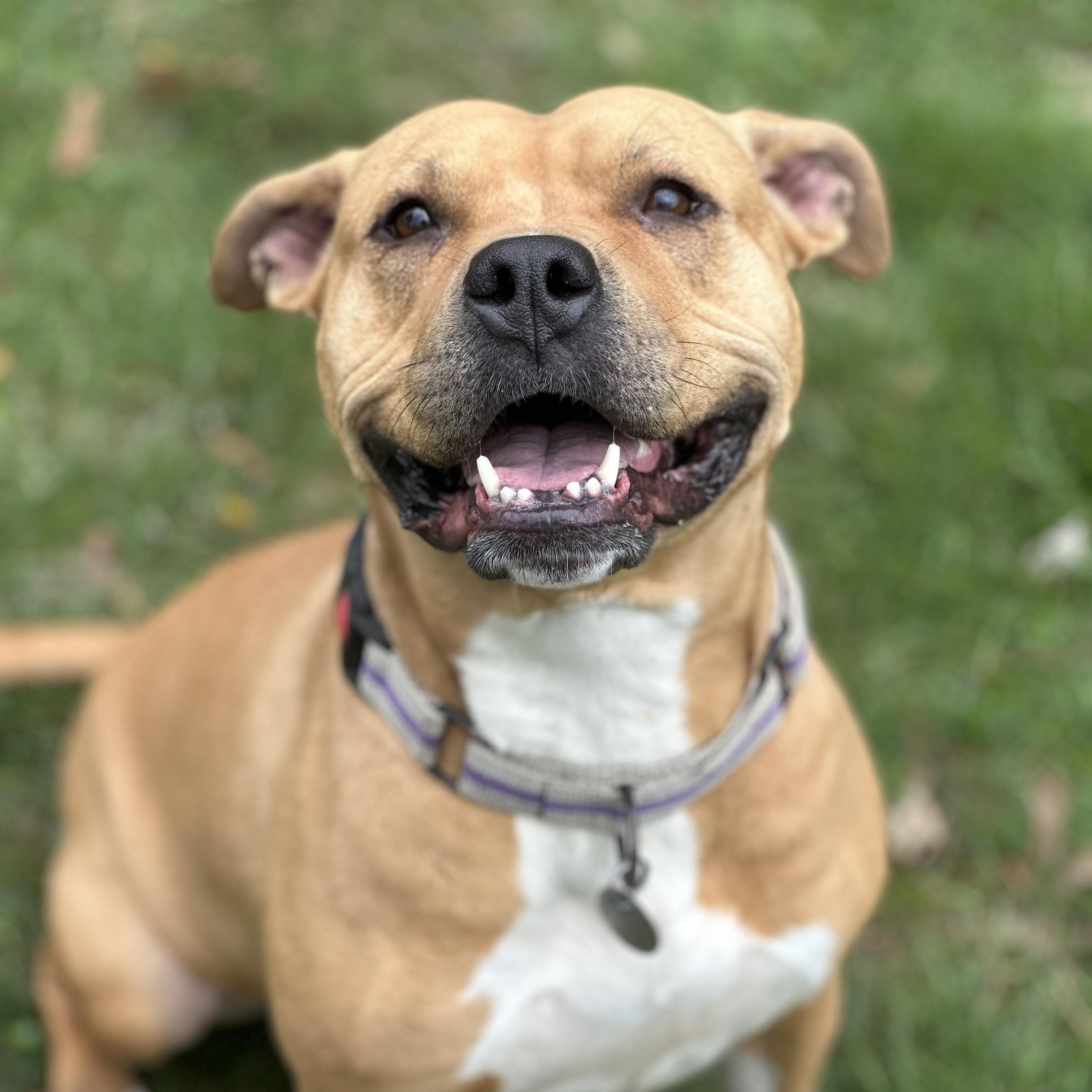 Butters, a Adoptable mixed breed in Cleveland, OH image 5/6