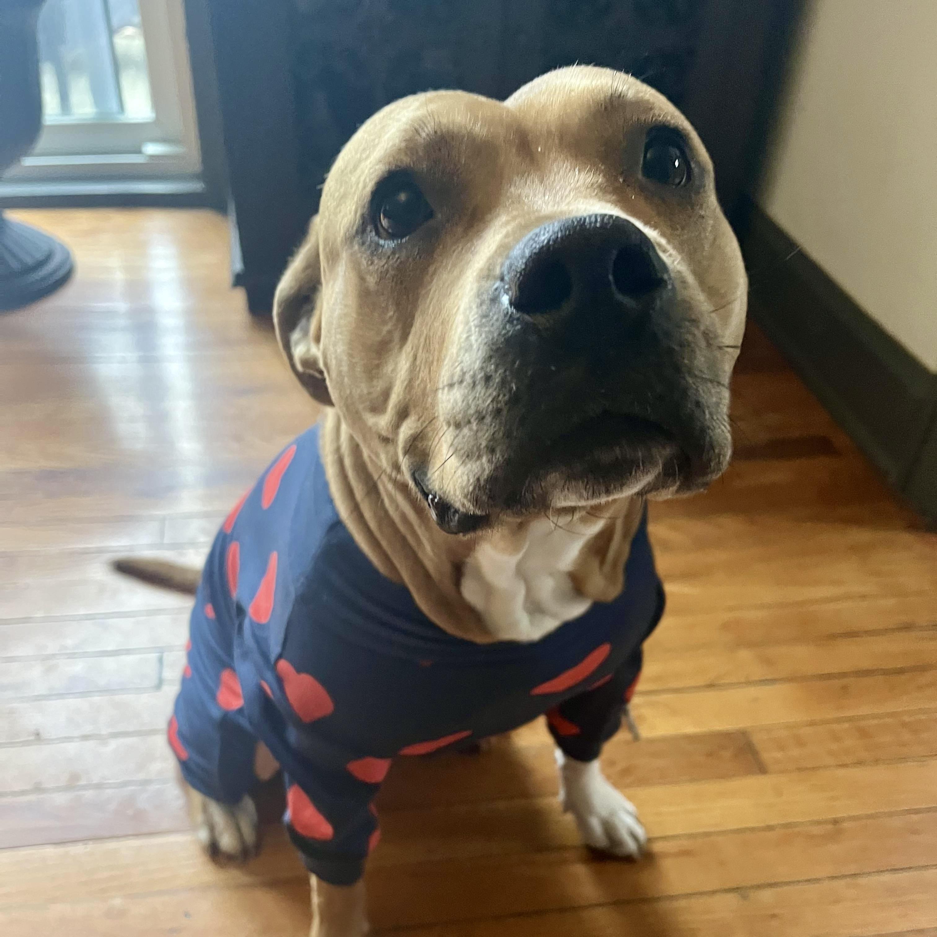 Butters, a Adoptable mixed breed in Cleveland, OH image 2/6