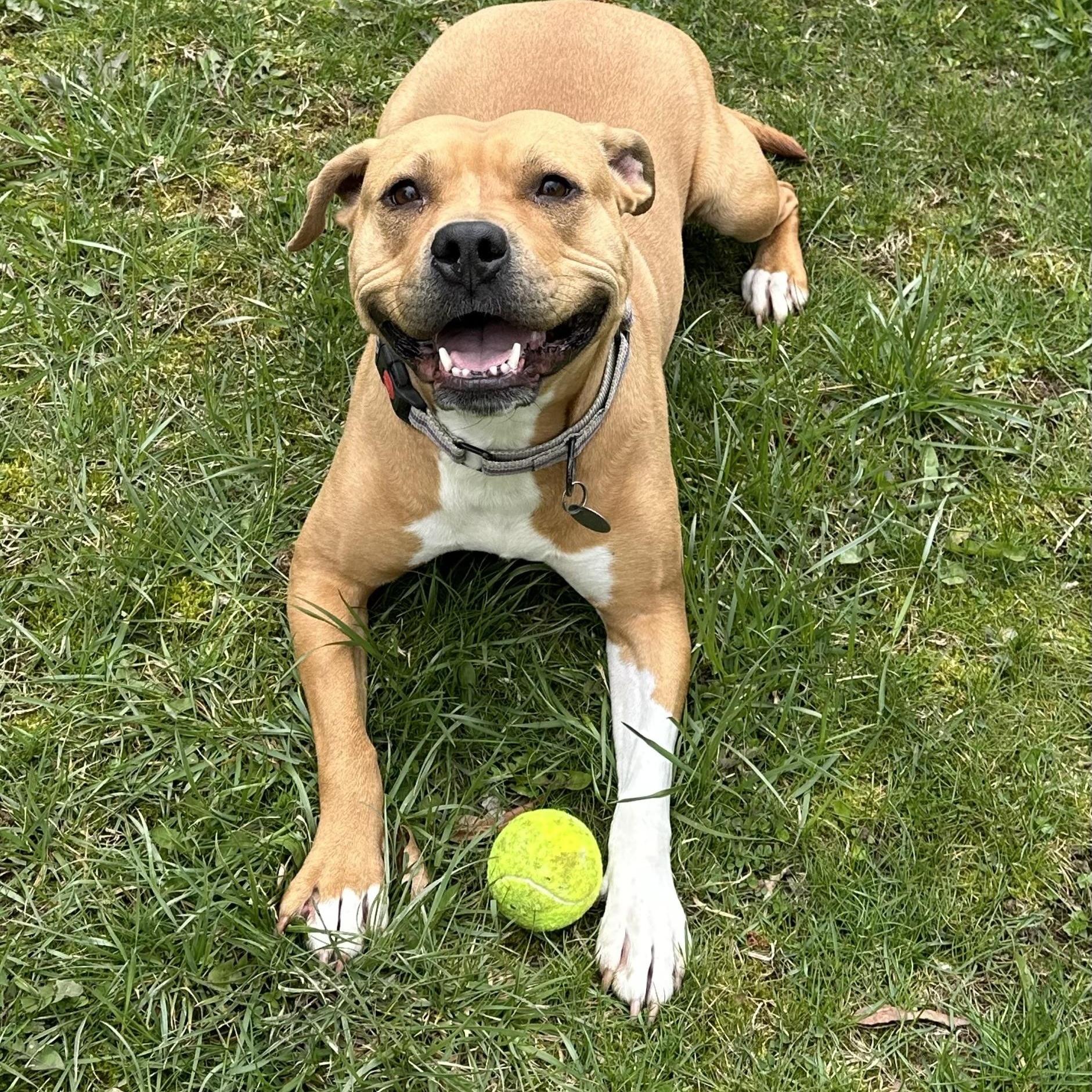 Butters, a Adoptable mixed breed in Cleveland, OH image 6/6