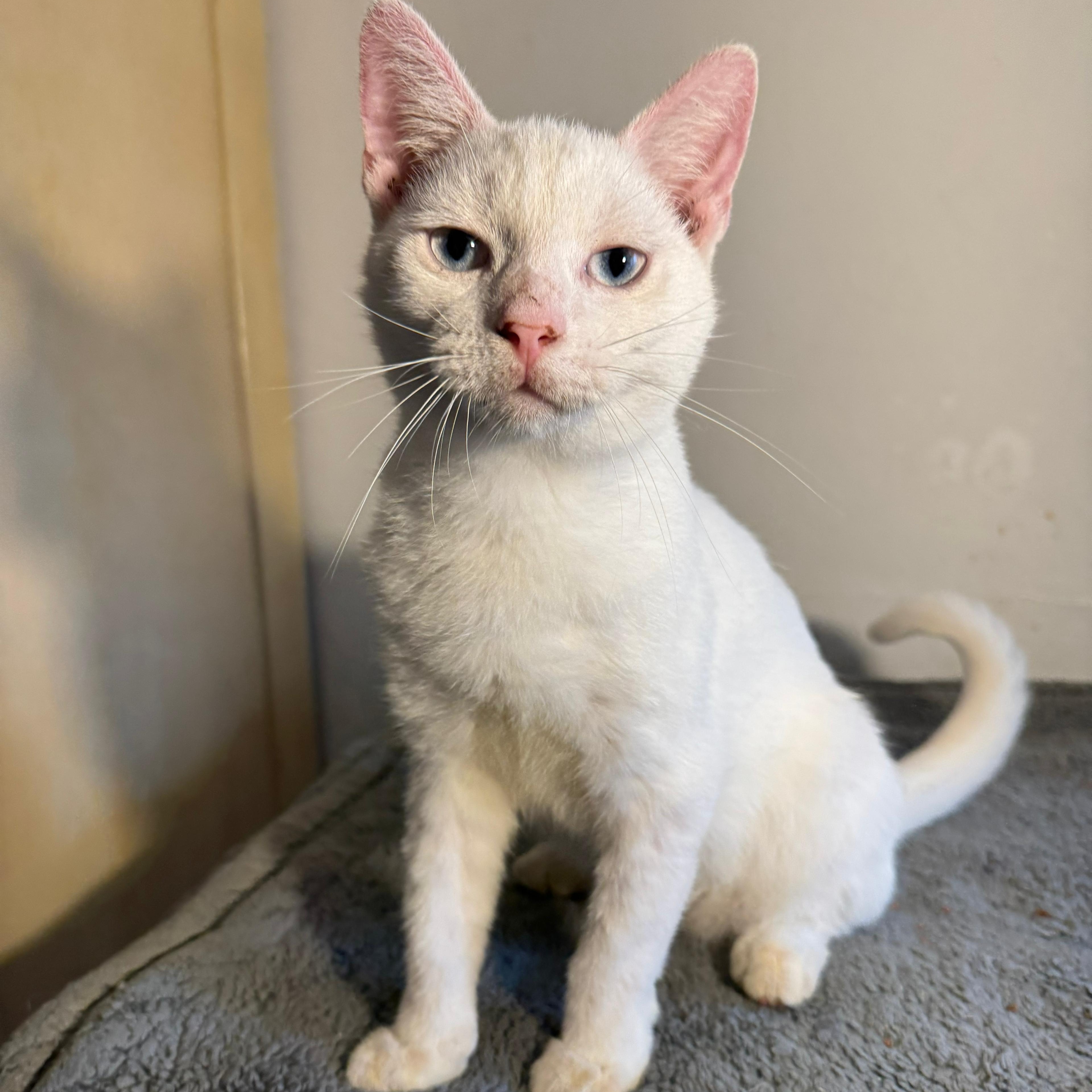 Orzo — thumbnail 2