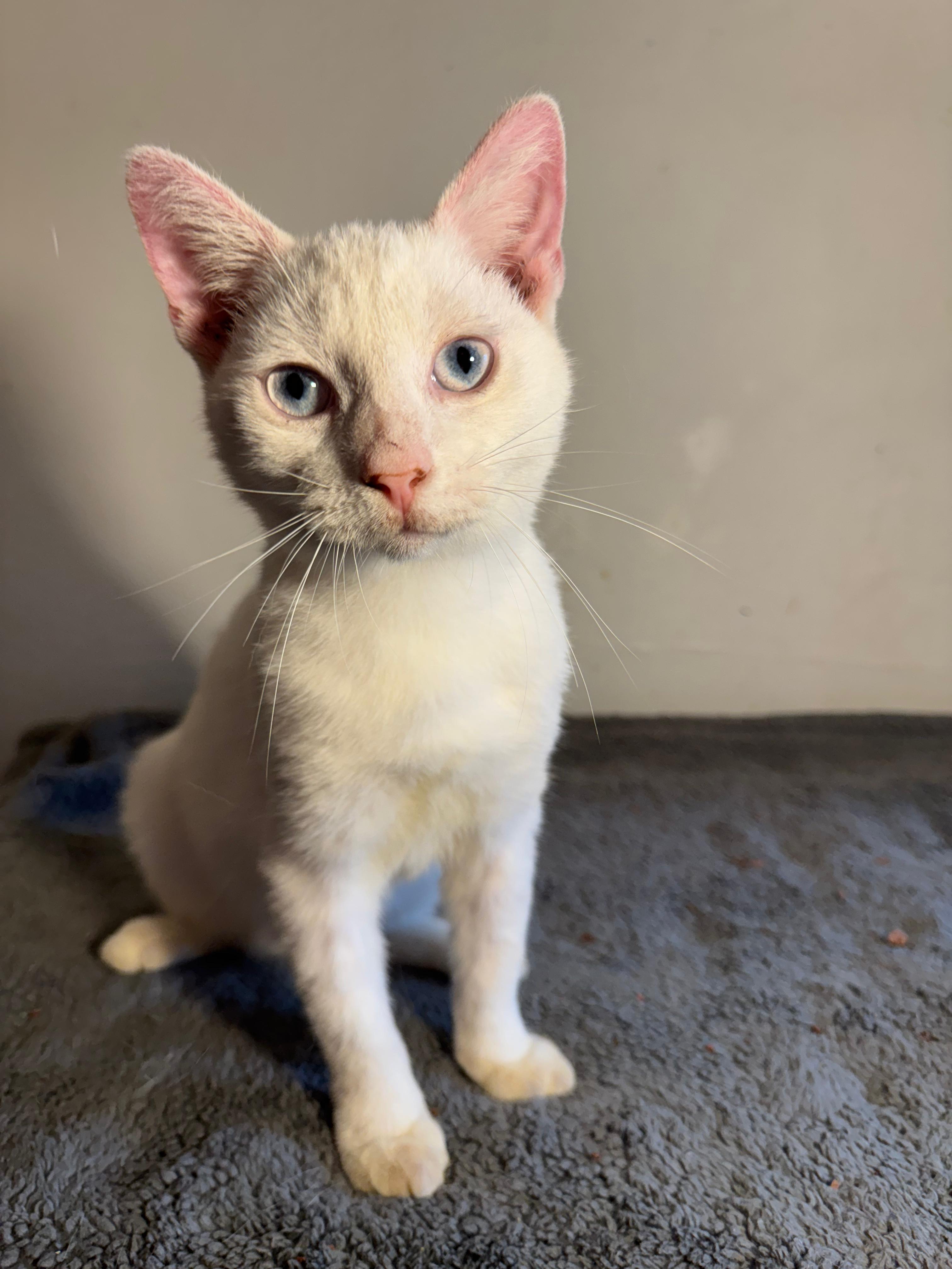 Orzo — thumbnail 4