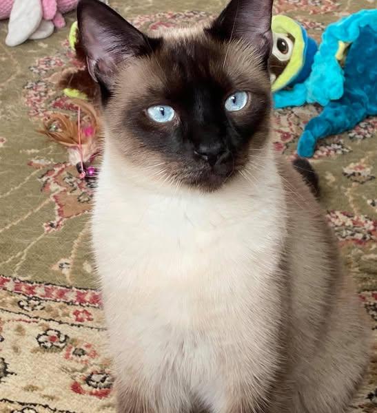 Mishu, Adopted, Adult Male Siamese.