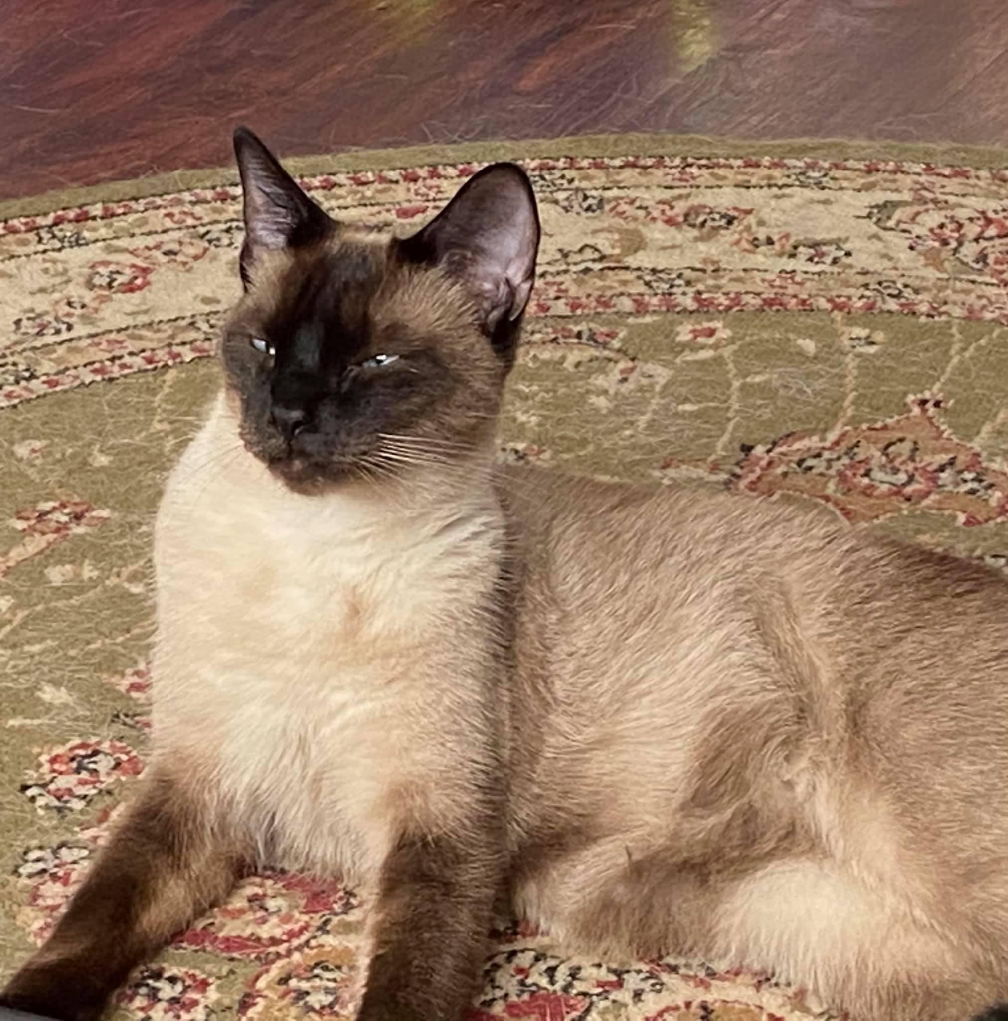 Enlarge Mishu, a Adopted Siamese in Green Cove Springs, FL image 2/5