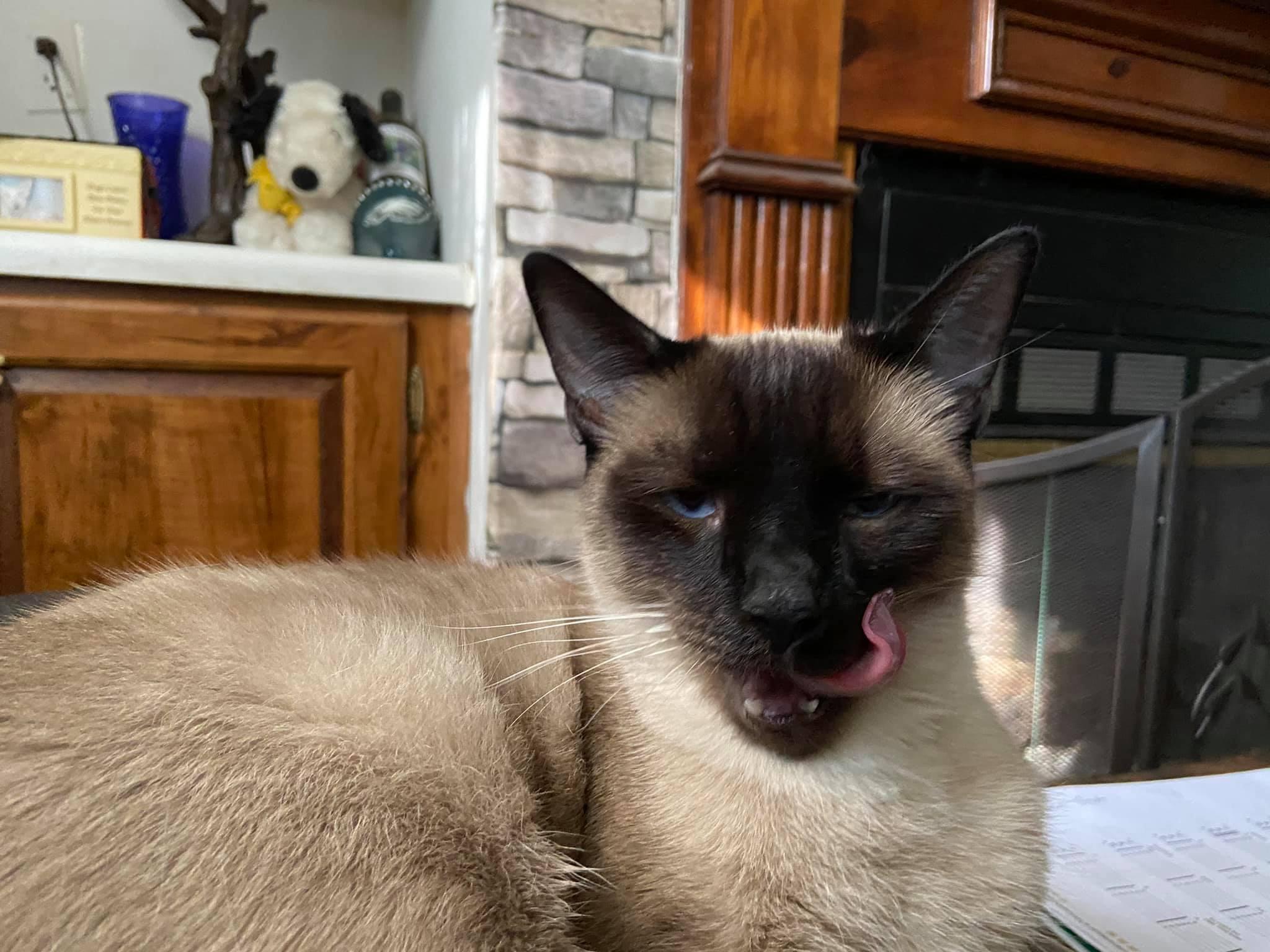 Enlarge Mishu, a Adopted Siamese in Green Cove Springs, FL image 3/5