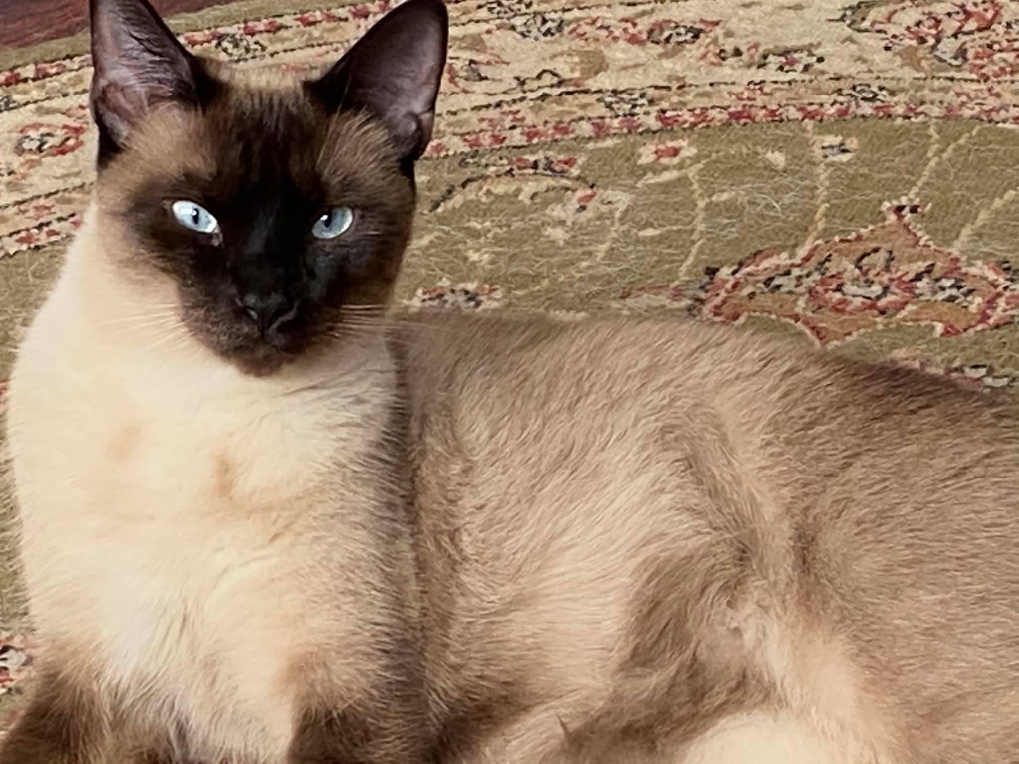 Enlarge Mishu, a Adopted Siamese in Green Cove Springs, FL image 4/5