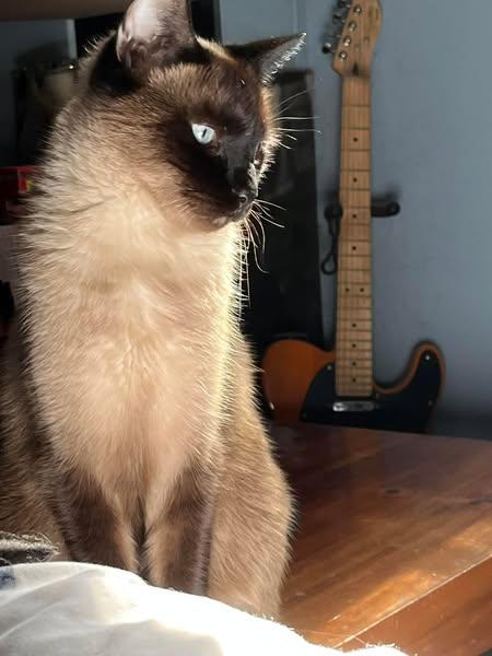 Enlarge Mishu, a Adopted Siamese in Green Cove Springs, FL image 5/5