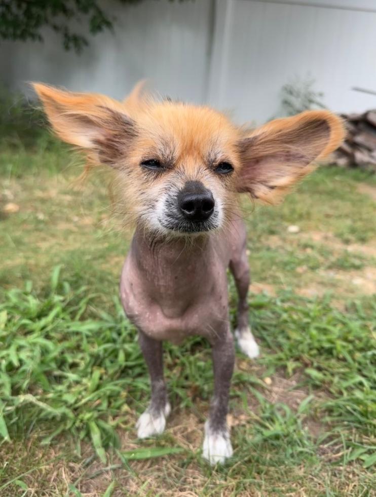 Enlarge Chang (New England), a Adoptable Chinese Crested Dog in Gilford, NH image 4/6