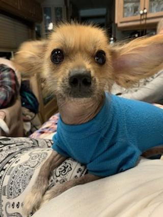 Enlarge Chang (New England), a Adoptable Chinese Crested Dog in Gilford, NH image 6/6