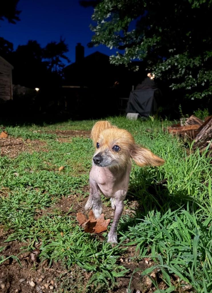 Enlarge Chang (New England), a Adoptable Chinese Crested Dog in Gilford, NH image 5/6