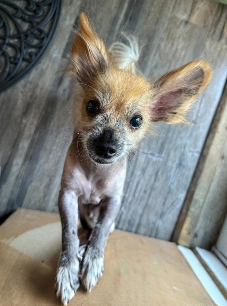 Enlarge Chang (New England), a Adoptable Chinese Crested Dog in Gilford, NH image 3/6