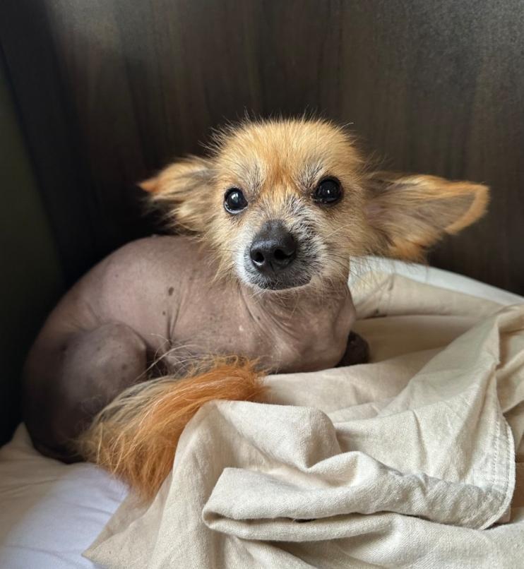 Enlarge Chang (New England), a Adoptable Chinese Crested Dog in Gilford, NH image 1/6