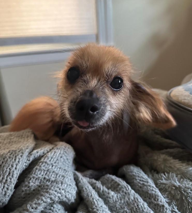 Enlarge Chang (New England), a Adoptable Chinese Crested Dog in Gilford, NH image 2/6