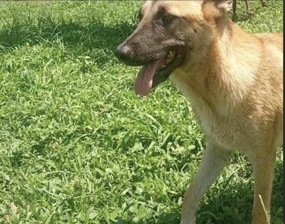 Enlarge Bjorn, a Adoptable mixed breed in EL COLORADO, JAL image 2/4