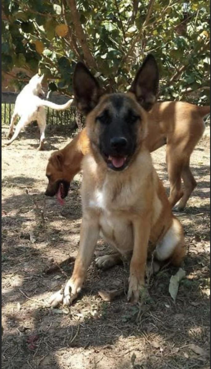 Bjorn, Adoptable, Adult Male Shepherd.