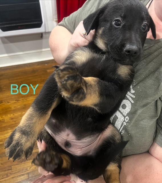 Enlarge Diesel, a Adopted mixed breed in Baltimore, MD image 1/1