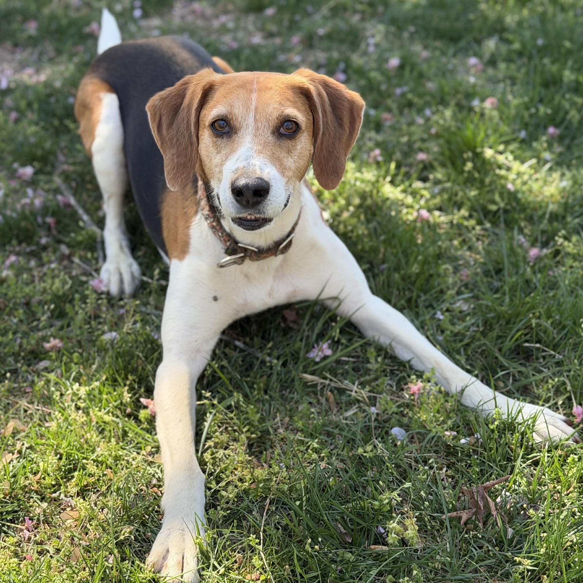 Enlarge 26-00487 STELLA, a ADOPTABLE Hound in Fredericksburg, VA image 1/2