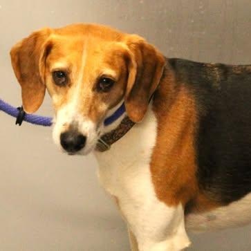 Enlarge 26-00487 STELLA, a ADOPTABLE Hound in Fredericksburg, VA image 2/2