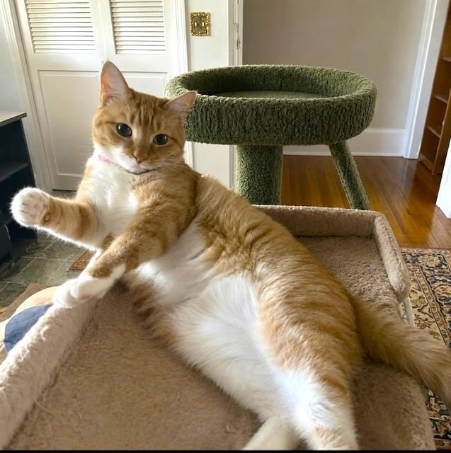 SENSATIONAL SAFFRON, Adoptable, Young Female Bengal & Turkish Van.