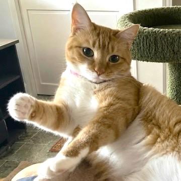 SENSATIONAL SAFFRON, a Adoptable mixed breed in Danbury, CT image 2/2