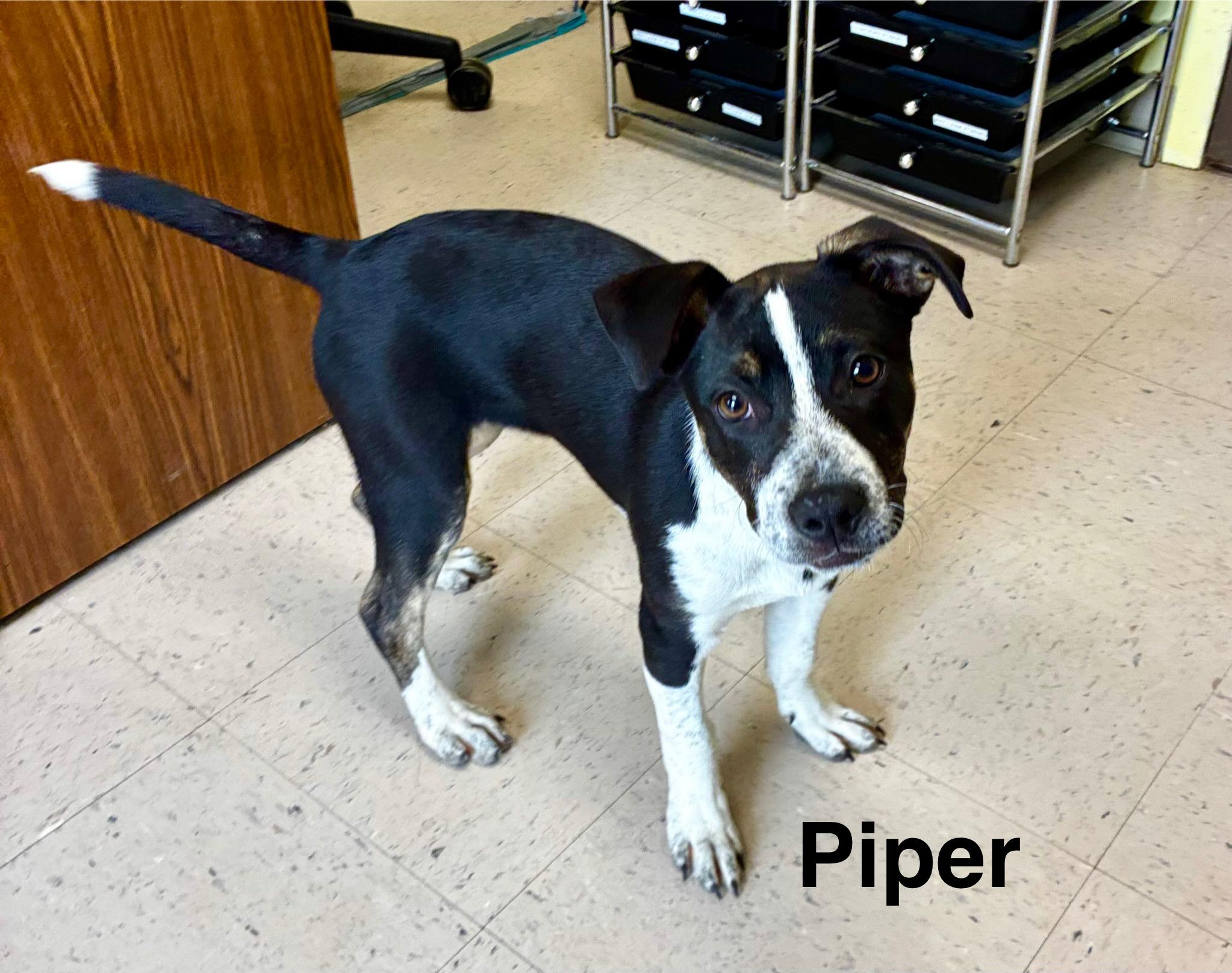 Enlarge Piper, a Adoptable mixed breed in Senatobia, MS image 1/1