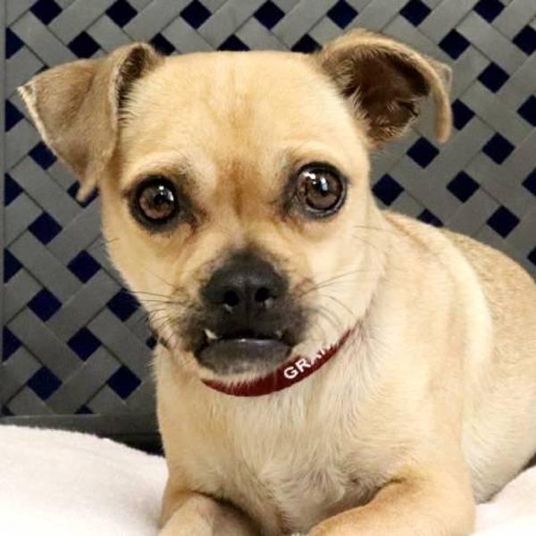 Enlarge Jalapena, a Adoptable mixed breed in Fort Davis, TX image 1/1