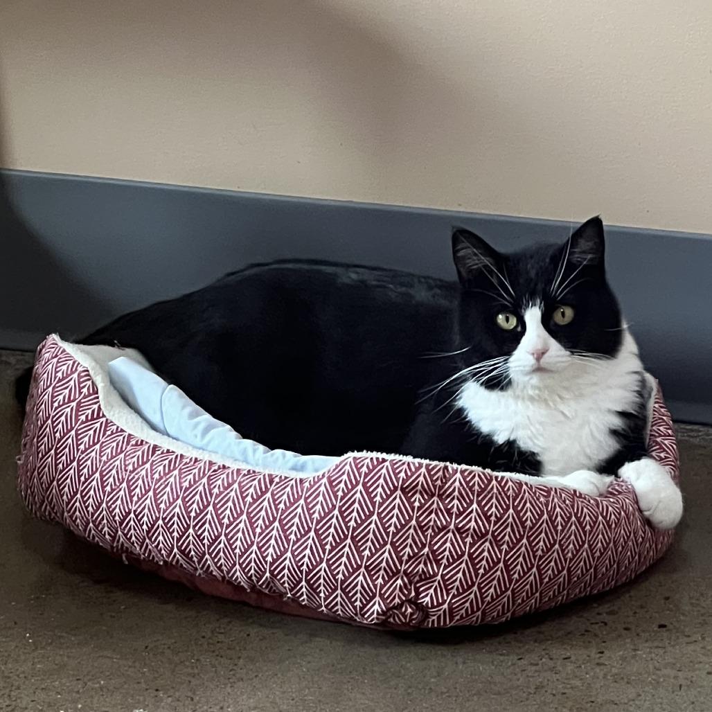 Jenny, Adoptable, Adult Female Domestic Short Hair.