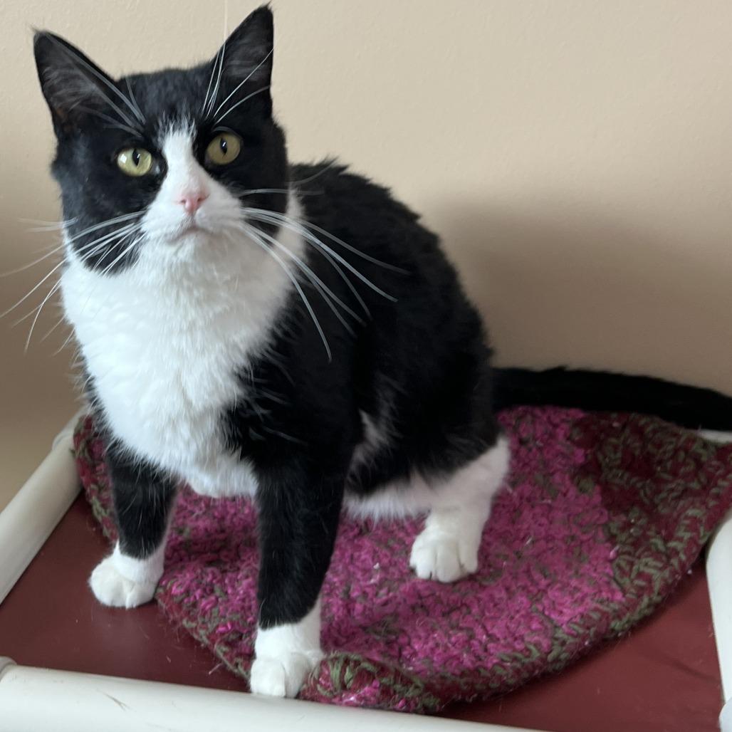 Enlarge Jenny, a Adoptable Domestic Short Hair in Wadena, MN image 3/4