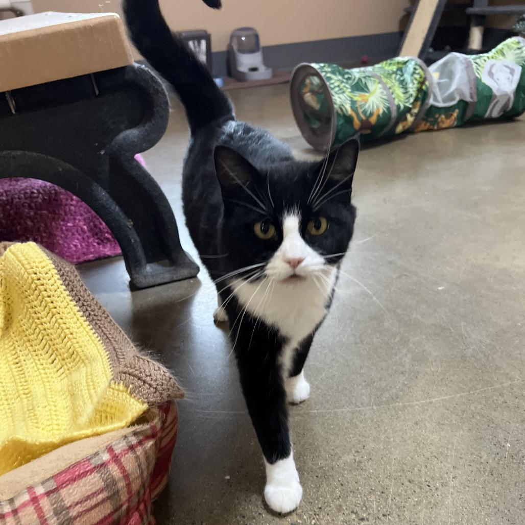 Enlarge Jenny, a Adoptable Domestic Short Hair in Wadena, MN image 4/5