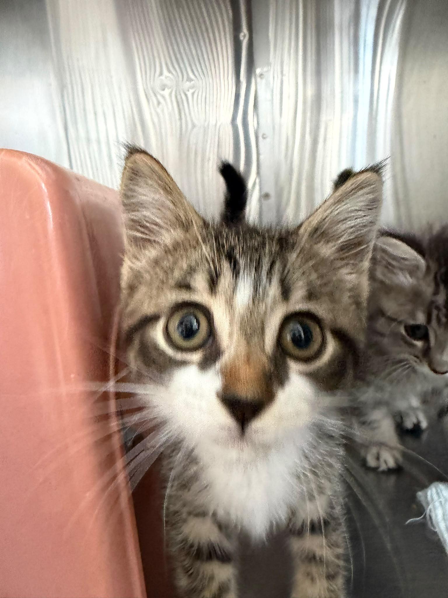 Lavender, adopted, Kitten Female Domestic Short Hair.
