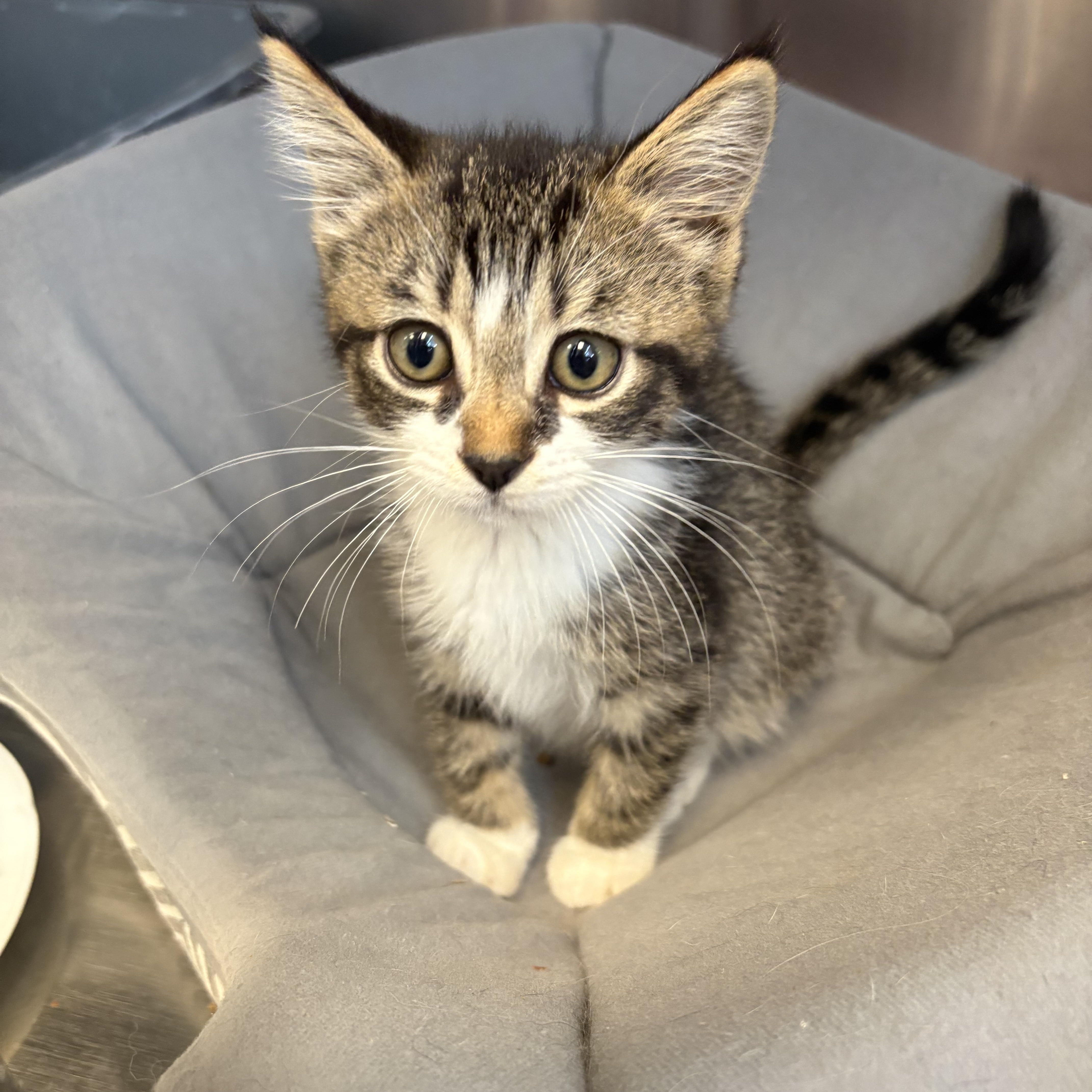 Lavender, an adopted Domestic Short Hair in Everett, ON image 3/4