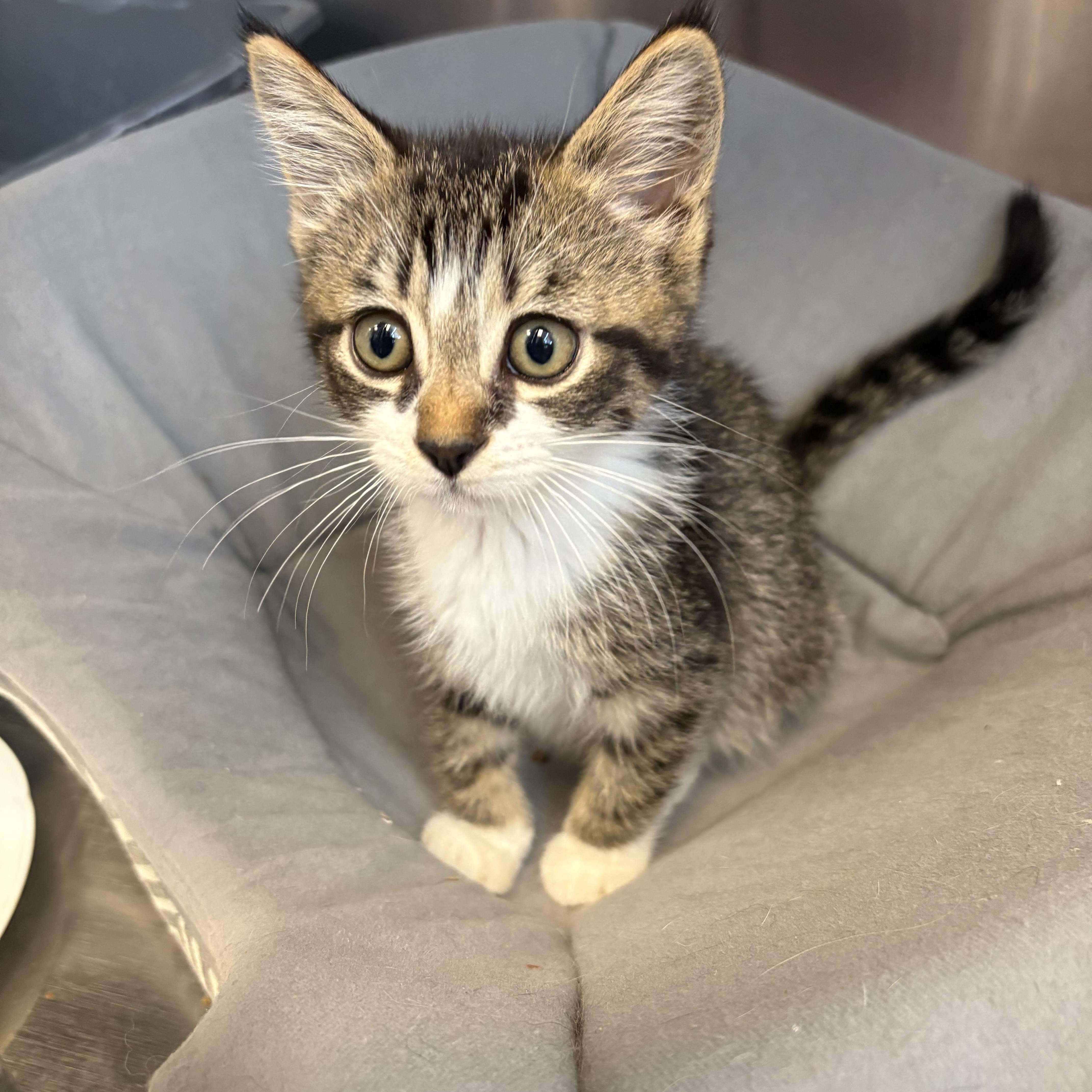 Lavender, an adopted Domestic Short Hair in Everett, ON image 4/4